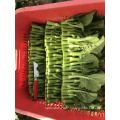 Green fast grow Vegetable seedlings russia rapeseeds price